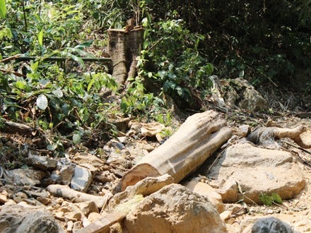 Một cây gỗ bị đốn hạ nằm chỏng chơ bên lối mòn cạnh suối