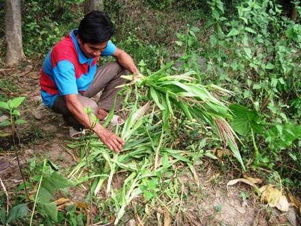 Nhiều rẫy ngô của người dân bị khỉ phá hoại