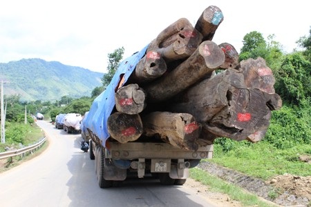 Đoàn xe chở gỗ quá khổ, quá tải đang cày nát Quốc lộ 15