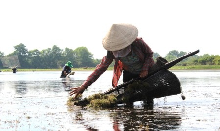 Một phụ nữ dùng công cụ thô sơ để bắt tôm và các loại cá nhỏ