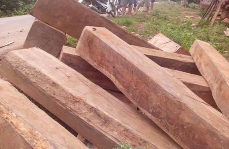 Thu giữ số lượng lớn gỗ giáng hương gần sông Sê Pôn - 1 Số gỗ giáng hương thuộc danh mục cấm khai thác, mua bán đã bị bắt giữ