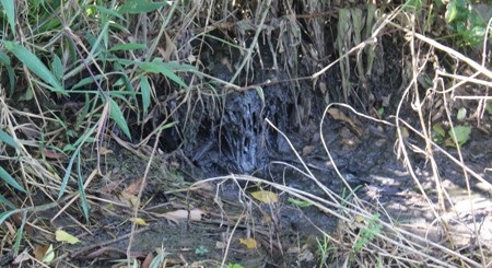 ...nên nước thải bị rò rỉ ra môi trường bên ngoài