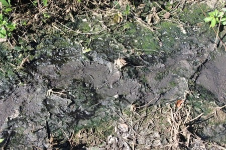 Trại chăn nuôi nằm trên sườn đồi nên mùi hôi dễ dàng xâm nhập vào khu dân cư