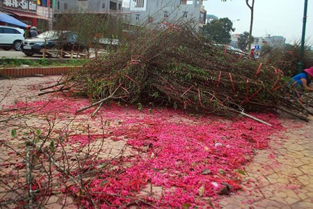 Hàng trăm cành đào bị vứt lại chợ hoa xuân Lào Cai - 1 Đào trồng để bán năm nay khó tiêu thụ được.