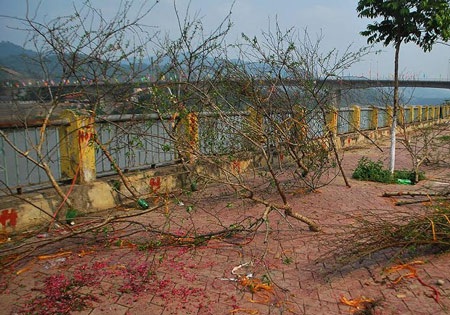 Hàng trăm cành đào bị vứt lại chợ hoa xuân Lào Cai - 2 Những cành đào rừng nếu thế xấu và nhỏ
cũng trong tình cảnh trên.
