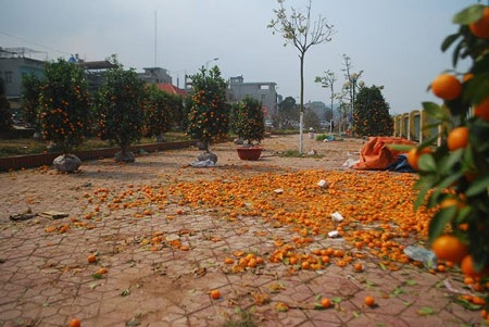 Hàng trăm cành đào bị vứt lại chợ hoa xuân Lào Cai - 3 Đào được vứt mốc vứt thành đống dưới gầm
cầu Phố Mới