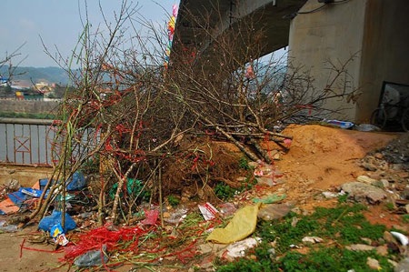 Hàng trăm cành đào bị vứt lại chợ hoa xuân Lào Cai - 4 Đào được vứt mốc vứt thành đống dưới gầm
cầu Phố Mới