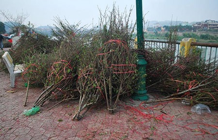 Hàng trăm cành đào bị vứt lại chợ hoa xuân Lào Cai - 5 Người trồng đào năm nay chỉ biết xót xa
khi nhìn thấy cảnh chất như đống củi.