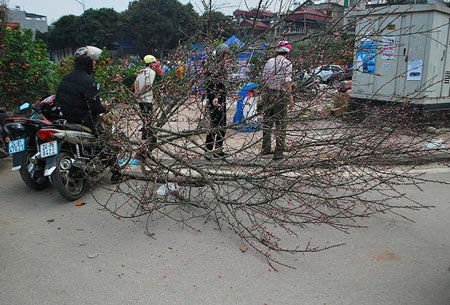 Hàng trăm cành đào bị vứt lại chợ hoa xuân Lào Cai - 6 Một cây đào không có hoa cũng vứt