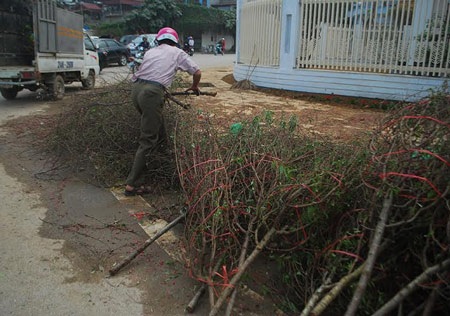 Hàng trăm cành đào bị vứt lại chợ hoa xuân Lào Cai - 7 Cũng đành chặt làm củi mang về.