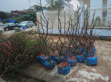 Hàng trăm cành đào bị vứt lại chợ hoa xuân Lào Cai - 8 Xếp gọn mang về trồng lại năm sau