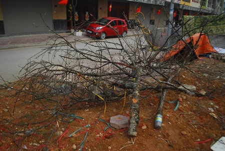 Hàng trăm cành đào bị vứt lại chợ hoa xuân Lào Cai - 9 Xót xa nhưng cành đào rừng