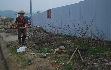 Hàng trăm cành đào bị vứt lại chợ hoa xuân Lào Cai - 10 Xót xa nhưng cành đào rừng