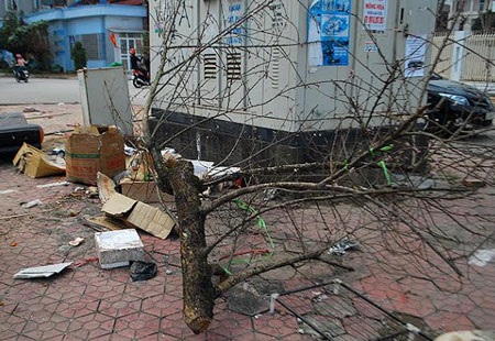 Hàng trăm cành đào bị vứt lại chợ hoa xuân Lào Cai - 11 Xót xa nhưng cành đào rừng