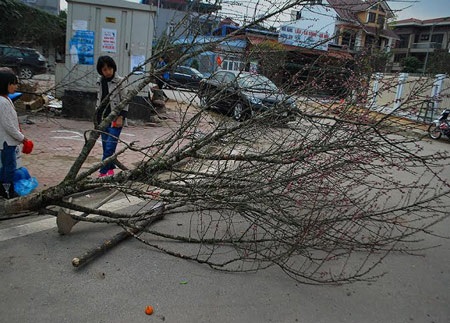 Hàng trăm cành đào bị vứt lại chợ hoa xuân Lào Cai - 12 Đào thế cũng không bán được.