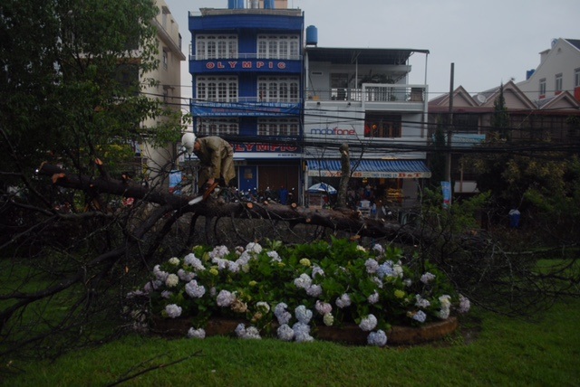 Đà Lạt: Mưa lớn, cây gãy đổ, hàng trăm gia đình mất điện - 1 Cây đổ đè lên đường dây điện khiến cho hàng
trăm hộ dân khu vực Ngã 5 Đại học Đà Lạt bị mất điện.