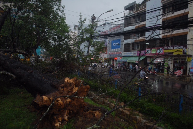 Đà Lạt: Mưa lớn, cây gãy đổ, hàng trăm gia đình mất điện - 2 Cây đổ đè lên đường dây điện khiến cho hàng
trăm hộ dân khu vực Ngã 5 Đại học Đà Lạt bị mất điện.