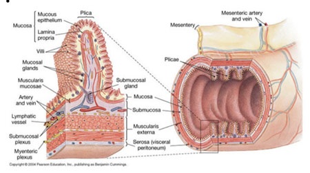 Hình minh hoạ: cấu tạo niêm mạc trên lông nhung ruột (nguồn:
internet)