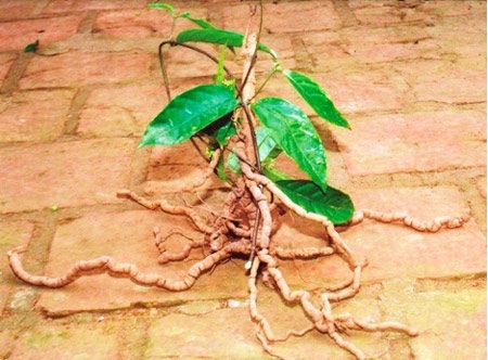 Cây ba kích, một tiềm năng của dược liệu
Việt Nam