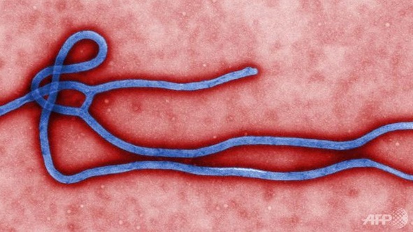 Dịch Ebola lui dần, nhưng vẫn cần cảnh giác - 1 Vi
rút Ebola biến đổi, thuốc điều trị “gặp khó”
