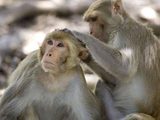 Vi khuẩn chết người thoát khỏi phòng nghiên cứu Mỹ - 1 Khỉ nâu là loại dễ nhiễm khuẩn Burkholderia pseudomallei. Ảnh:
AP