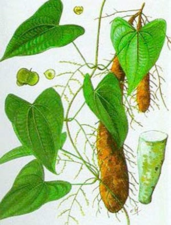 Ba nội tiết tố cần cho phụ nữ “tuổi băm” - 1 Củ mài đắng