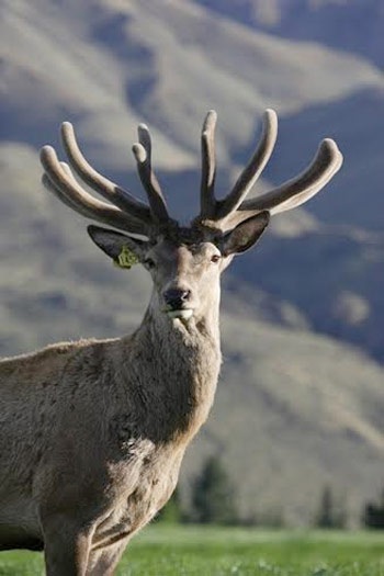 Tăng cường kháng thể