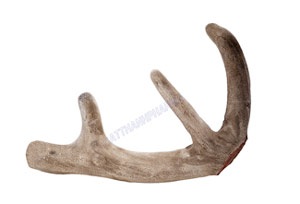 Nhung hươu tươi chính hiệu từ nhung hươu Đỏ NewZeaLand