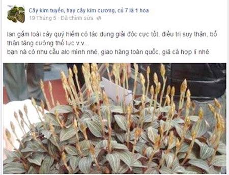 Làm giàu trên xương máu người bệnh - 3 Cây lan kim tuyến.