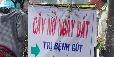 Cây nở ngày đất mọc ở nghĩa địa có thể trị gút, tiểu đường?