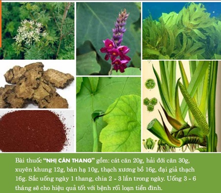 Vai trò của Can trong điều trị Rối loạn tiền đình - 2 Vai trò của Can trong điều trị Rối loạn tiền đình