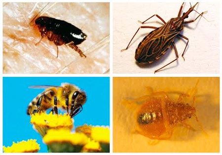 10 loại côn trùng nguy hiểm thường gặp - 2 Sơ cứu khi bị côn
trùng đốt: