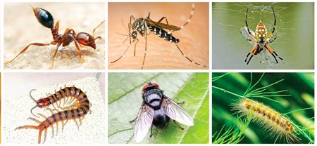 10 loại côn trùng nguy hiểm thường gặp - 1 Muỗi: