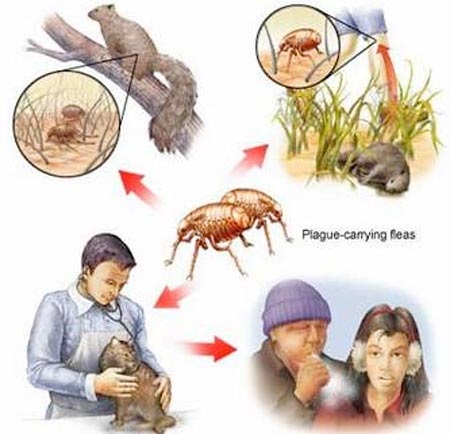 Lấy mẫu giám sát dịch hạch trên bọ chét, chuột, người - 2 Đường lây truyền của dịch hạch