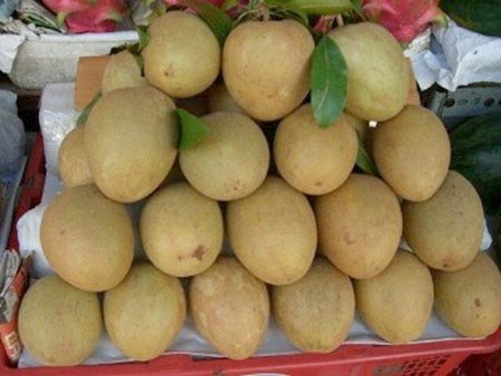 Trái cây tươi ngon nhờ thuốc “đầu lâu xương chéo” - 5 Hồng xiêm không qua tẩm bột sắt là khi trên vỏ
còn màu xanh như thế này. Ảnh: Kiến thức