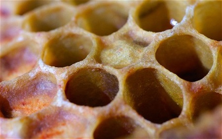 13 “bệnh sợ” kỳ lạ nhất thế giới - 12 12. Trypophobia- sợ
các lỗ