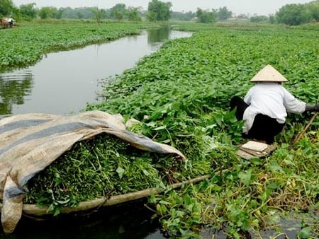 100% mẫu rau muống tại sông Nhuệ nhiễm chì - 1 Ảnh minh họa