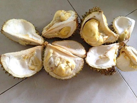 Trái cây tươi ngon nhờ thuốc “đầu lâu xương chéo” - 3 Sầu riêng chín ép thường lép, nhạt và sượng
không ăn được. Ảnh: NLĐ
