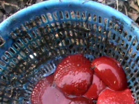 Dòi lúc nhúc ở lò giết mổ gà chui ngay tại chợ - 1 Huyết gà đựng trong giỏ bẩn, trên bãi rác