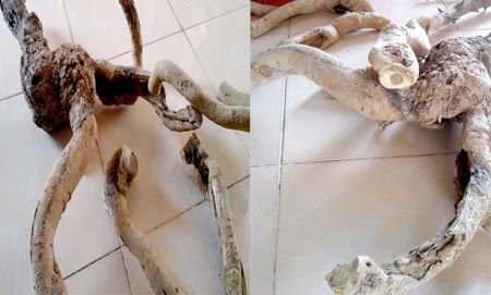 Cây xáo tam phân được bán với giá gần 100 triệu đồng - 2 Cây xáo tam phân được bán với giá gần 100 triệu đồng