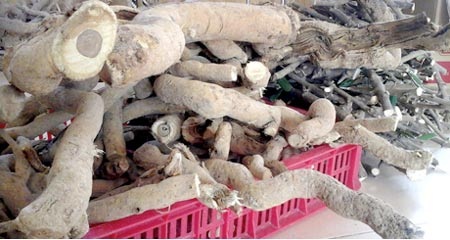 Cây xáo tam phân được bán với giá gần 100 triệu đồng - 1 Cây xáo tam phân được bán với giá gần 100 triệu đồng