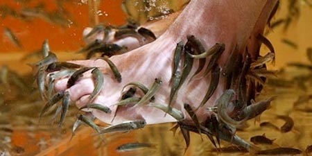 Quý bà mát xa bằng cá phát hoảng vì sợ nhiễm HIV - 1 Nước bọt của
loài cá Garra Rufa được tin rằng có tác dụng làm đẹp da phụ nữ?