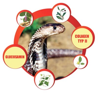 Các hoạt chất quý giúp phục hồi thoái hóa khớp nhanh chóng