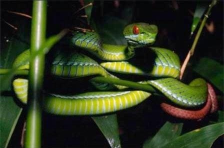 Bị rắn lục đuôi đỏ cắn, điều trị bằng thuốc Nam sẽ không có
hiệu quả