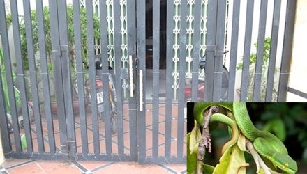 Chuyên gia lí giải hiện tượng bùng phát rắn lục đuôi đỏ - 1 Chuyên gia lí giải hiện tượng bùng phát rắn lục đuôi đỏ