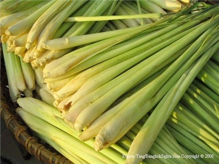 Giải độc cơ thể, phòng chống ung thư bằng thảo dược - 2 Sả