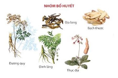 Điều trị thiếu máu não theo quan niệm Đông y - 2 … “Hư phải bổ”