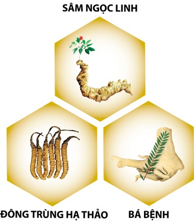 Các thảo dược phục hồi sinh lực phái mạnh - 2 Các thảo dược phục hồi sinh lực phái mạnh
