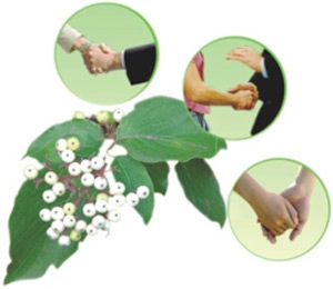 Vai trò của magie
trong điều trị chứng mồ hôi nhiều