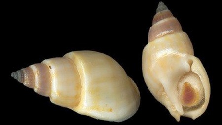 Những cách giúp phòng ngộ độc từ ốc biển - 4 Những cách giúp phòng ngộ độc từ ốc biển
